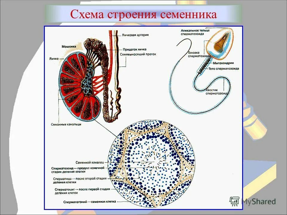 Придаток яичка функции. Схема строения семенника. Схема строения яичка. Строение яичек животных. Микроскопическое строение яичка.