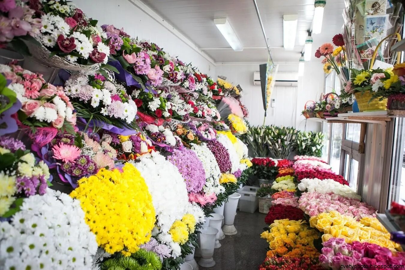 Свежесрезанные цветы. Цветы магазинные. Цветы в цветочном магазине. Хризантемы в Цветном магазине.