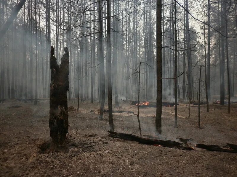 Лес после пожара. Деревья после пожара. Гарь лес. Сожженные леса. Почему после пожаров