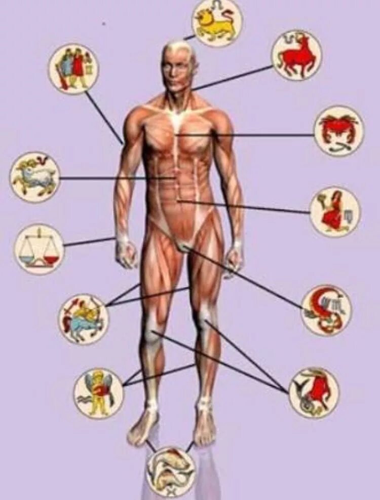 Зодиак и части тела. Соответствие знаков зодиака частям тела человека. Астрологическое соответствие частей тела. Знаки зодиака человеческое тело.