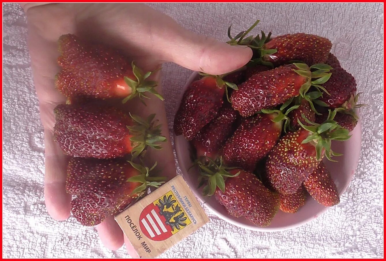 Сорт клубники Купчиха