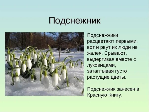 Что означает подснежник. Подснежник плосколистный красная книга. подснежник плосколистный красная книга краткое. подснежник плосколистный описание. доклад про подснежник.