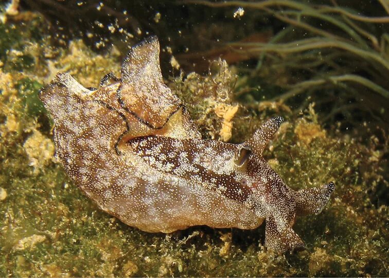 Моллюском аплизией. Морской заяц СЛИЗЕНЬ. Морской заяц Aplysia. Морской заяц моллюск аплизия.