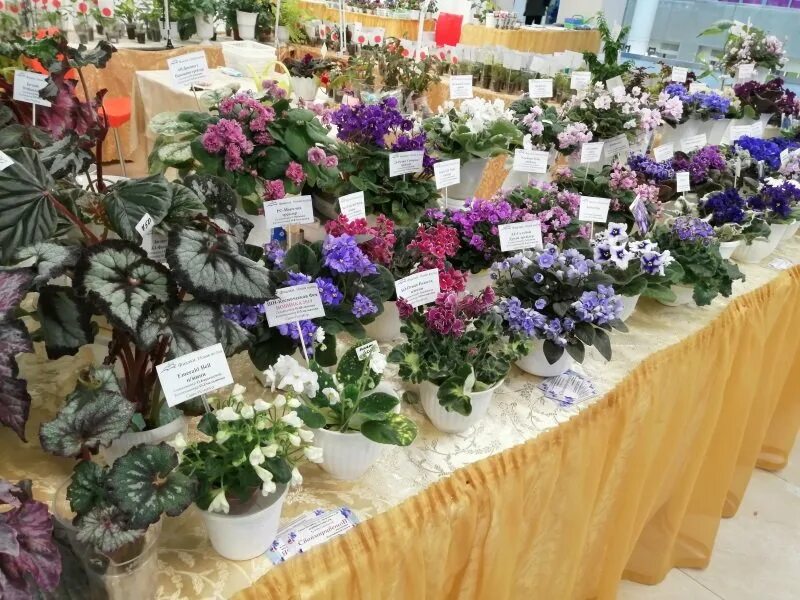 Выставка фиалок в кировском универмаге. Выставка фиалок 2022. Выставка фиалок в кировском универмаге в 2022. Выставка фиалок в кировском универмаге. Выставка фиалок в кировском универмаге.