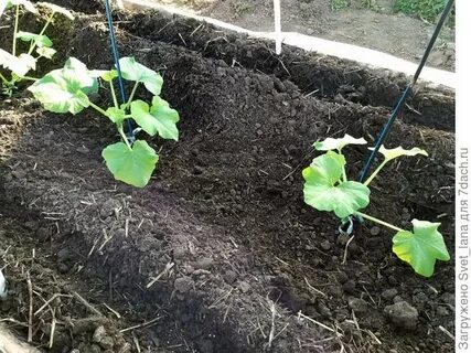 Можно ли сажать огурцы рядом с патиссонами