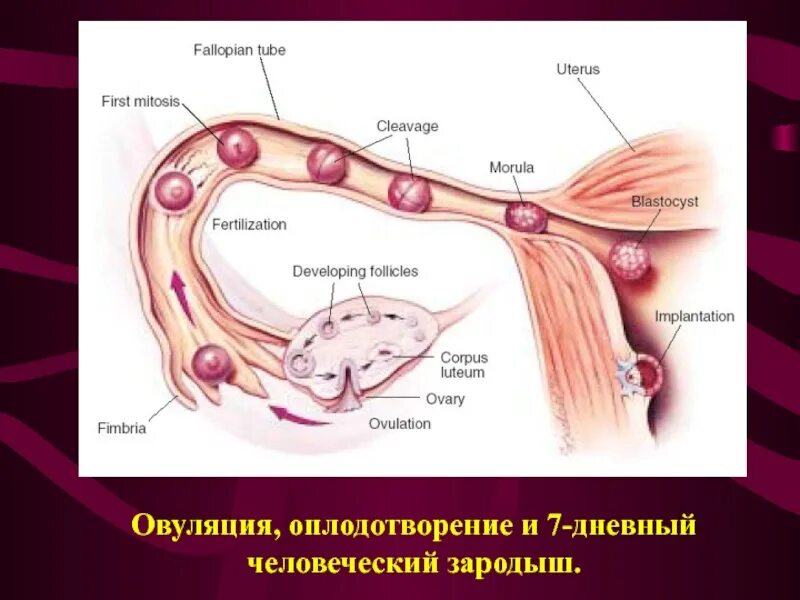 Как происходит зачатие