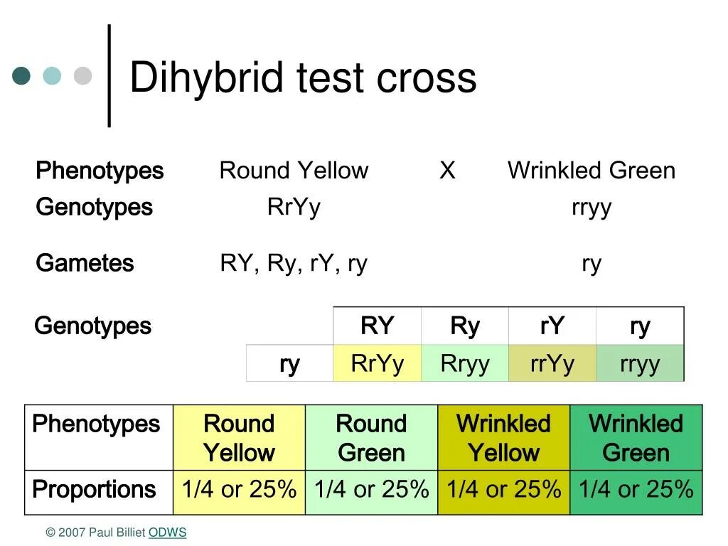 Cross тест. Genotype and phenotype. genotype vs. phenotype. dihybrid cross. what is genotype.