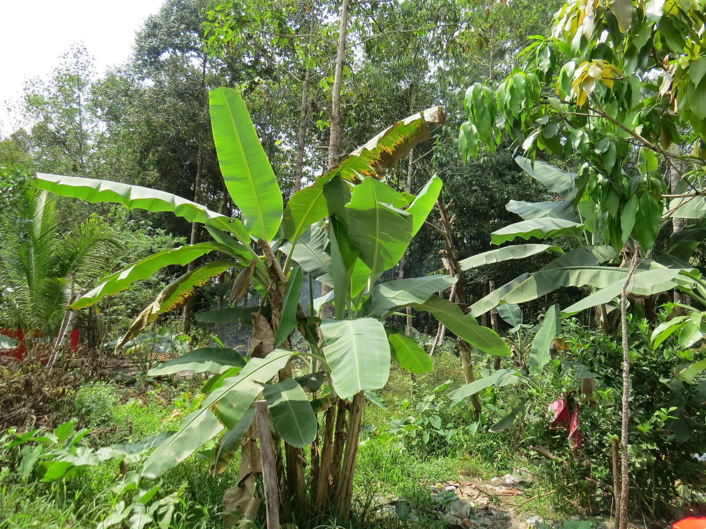 спелый банан. банани 5орка. бананы. банан открытый. молодой банан.