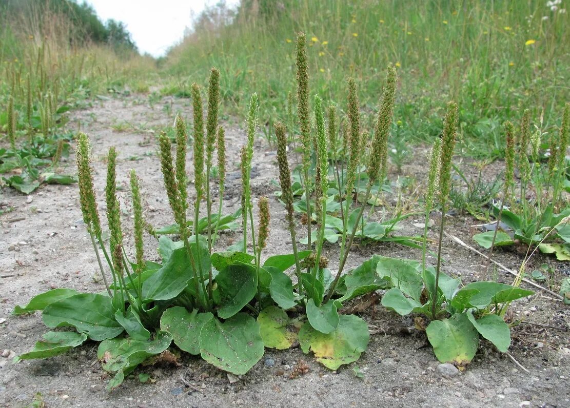 Придорожный листья. Подорожник большой. Подорожник Луговой. Подорожник ( Plantago Major). Подорожник Лесной.