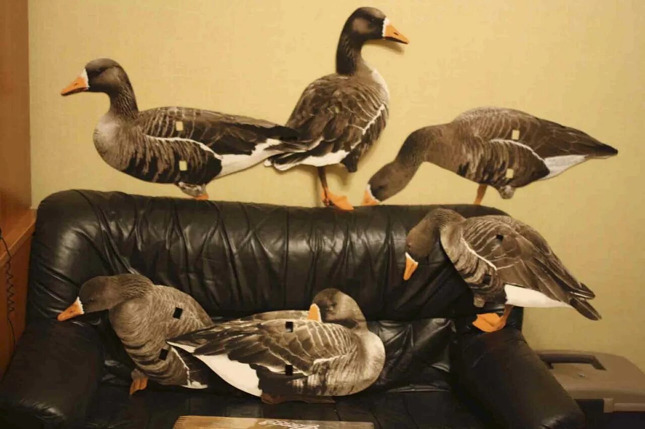 Профиль белолобого гуся. Профиля гусиные real Geese. Гусиные профиля real Geese (США). Чучела гусей для охоты.