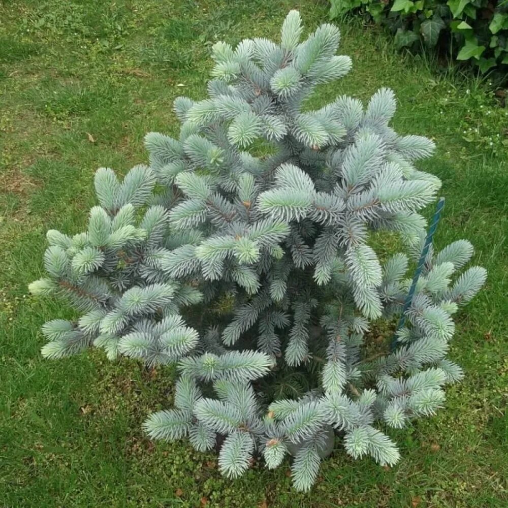 Ель колючая picea pungens. Ель Блю Даймонд. Ель колючая Blue Diamond. Ель голубая Блю Даймонд. Ель голубая колючая Picea pungens.