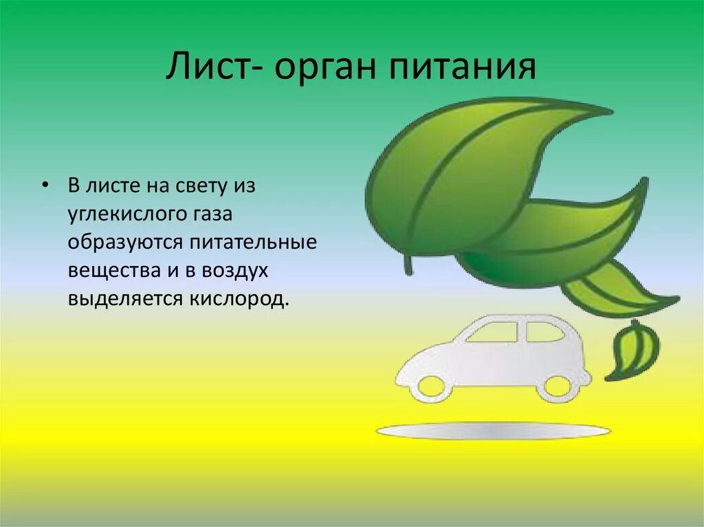 Лист орган питания 3 класс. Лист орган питания сообщения. Доклад лист орган питания. Лист орган питания презентация 3 класс.