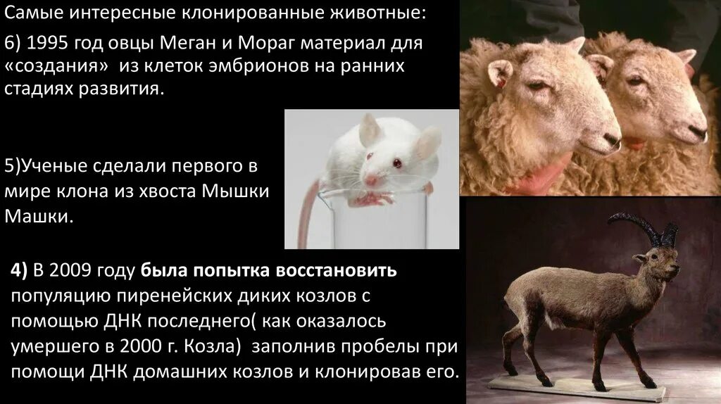 Клонируют ли животных. Клонированные животные. способы клонирования животных. клонирование в селекции животных. клонирование (биология).