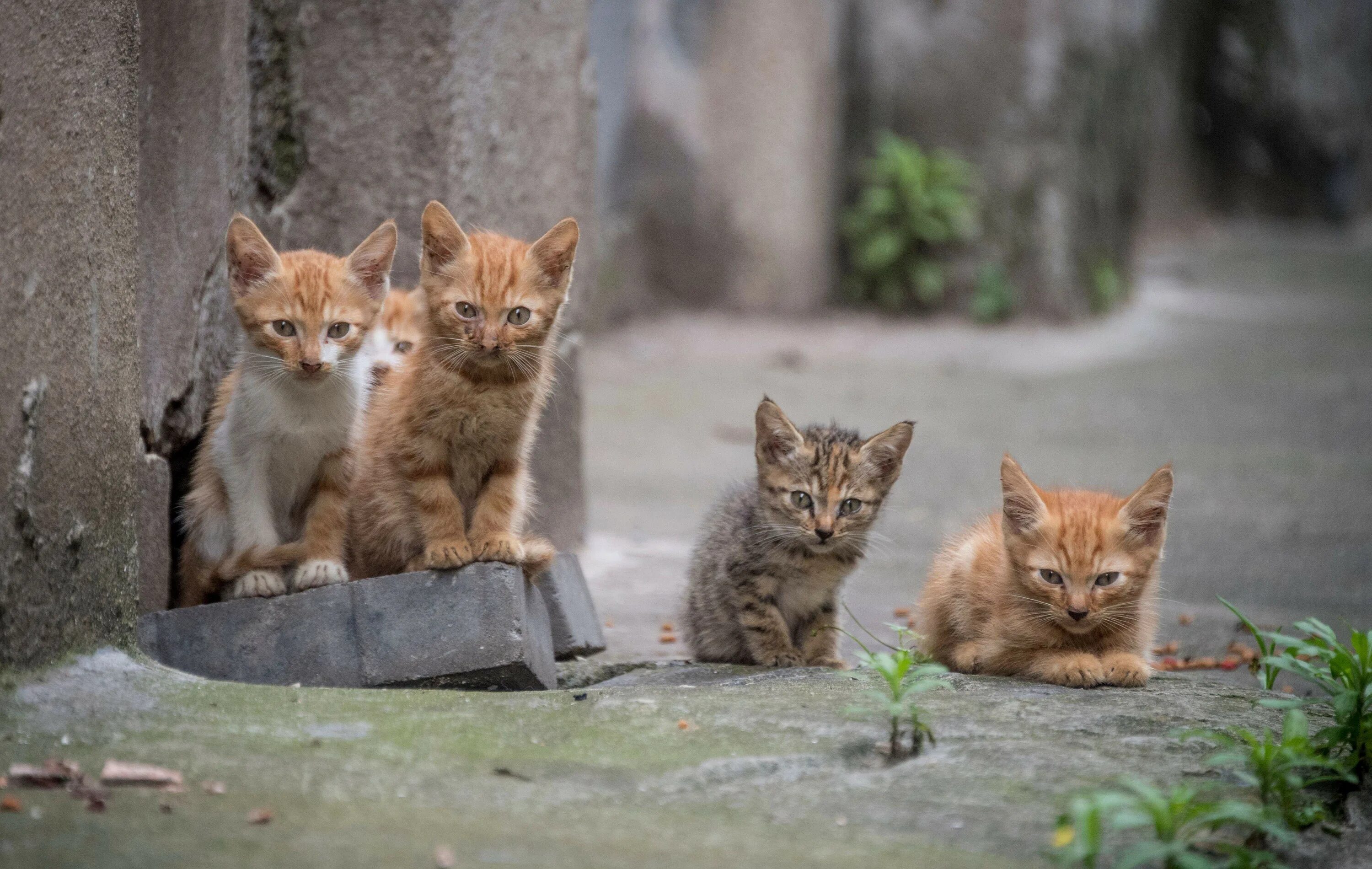 05 cat