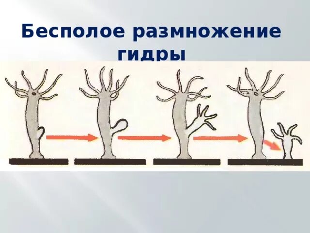 Пресноводная гидра размножается. Почкование гидры это бесполое размножение. Размножение гидры почкование. Схема бесполого размножения гидры. Размножение гидры схема.