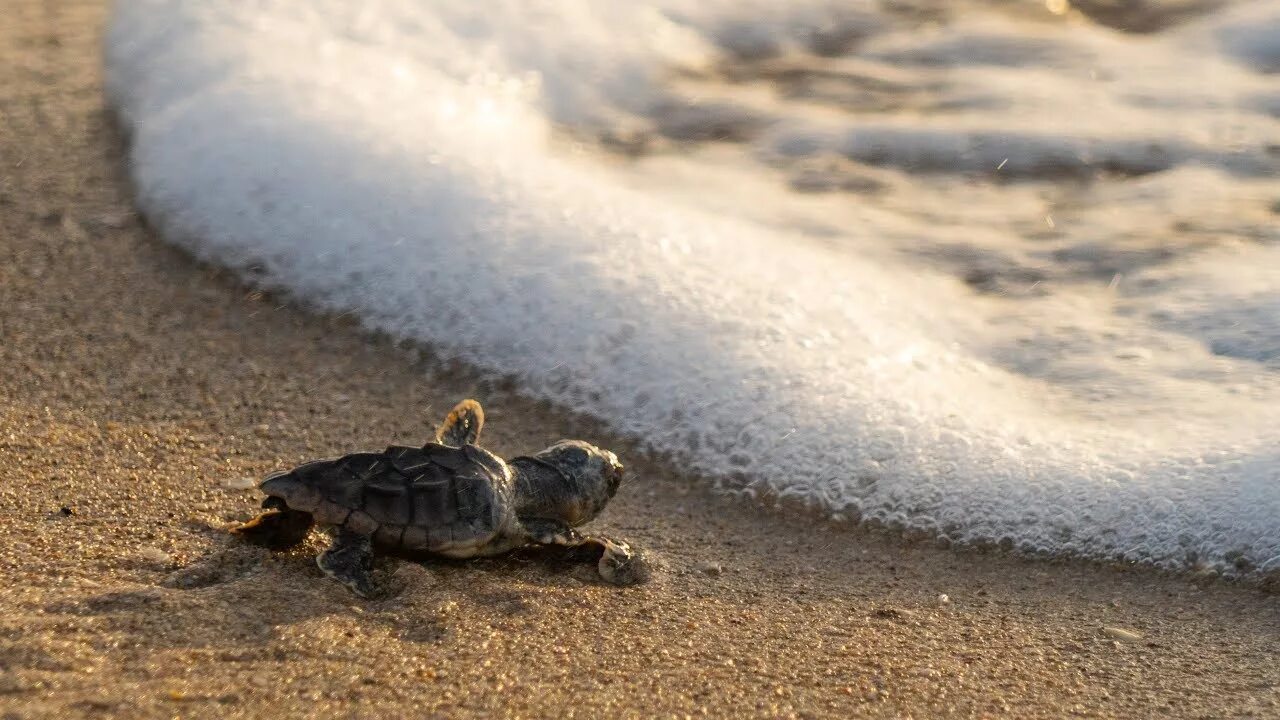 Why are beaches important for the loggerhead