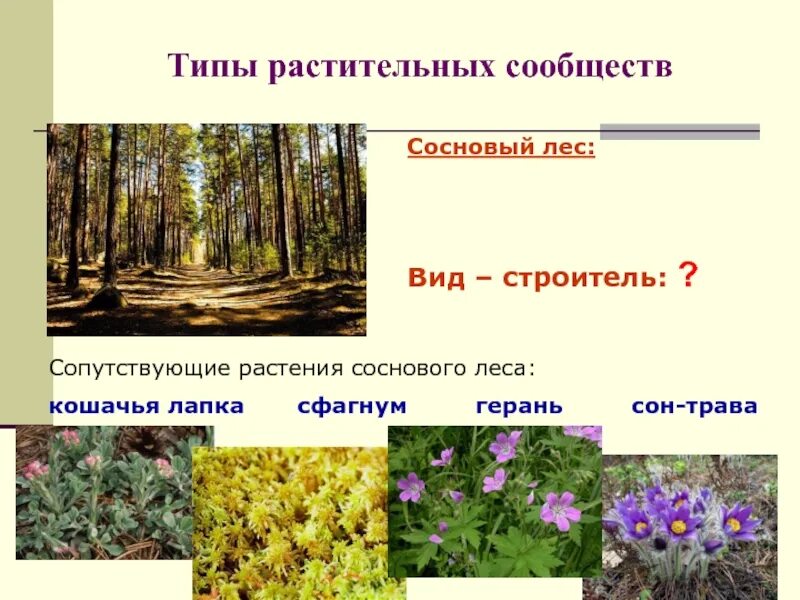 Биология 7 класс параграф структура растительного сообщества. Растительные сообщества леса. Растительное сообщество лес. Виды растительных сообществ. Растительное сообщество растений.