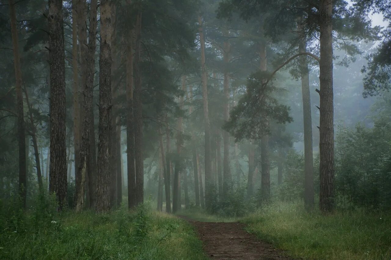 черняевский лесопарк пермь. черняевский лес. черняевский лес. черняевский лес пермь. черняевский лес пермь.