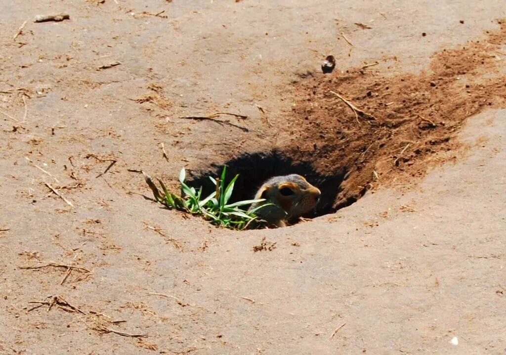 How to Get Rid of Moles in Your Yard Natural repellent, Vertical succulent garde