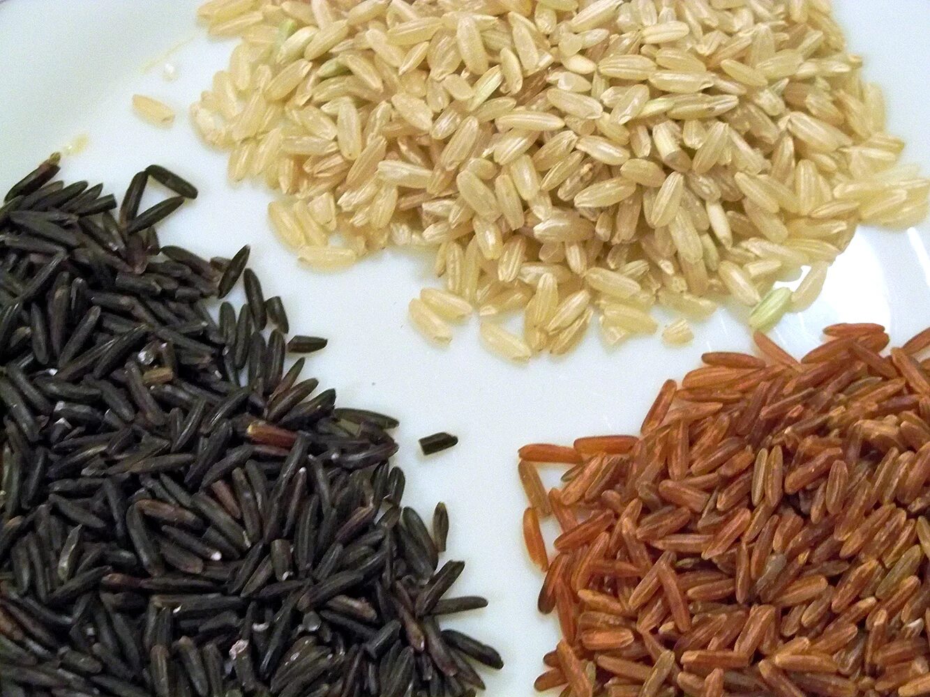 Камарг рис. Сорт «Камарг» рис. Riz