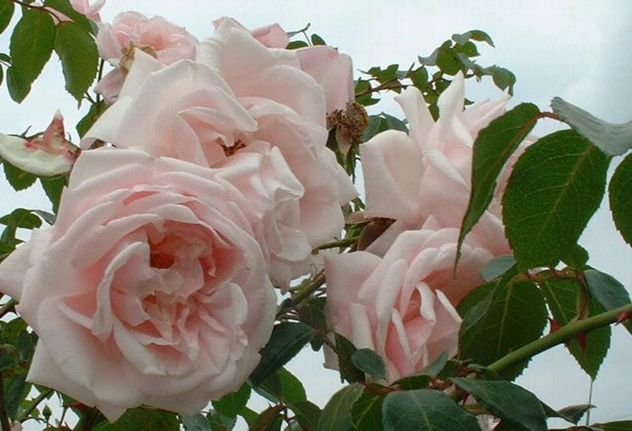 Роза плетистая нью даун. Роза плетистая нью даун. Rose dawn. Нью дон роза плетистая. Роза плетистая нью даун.