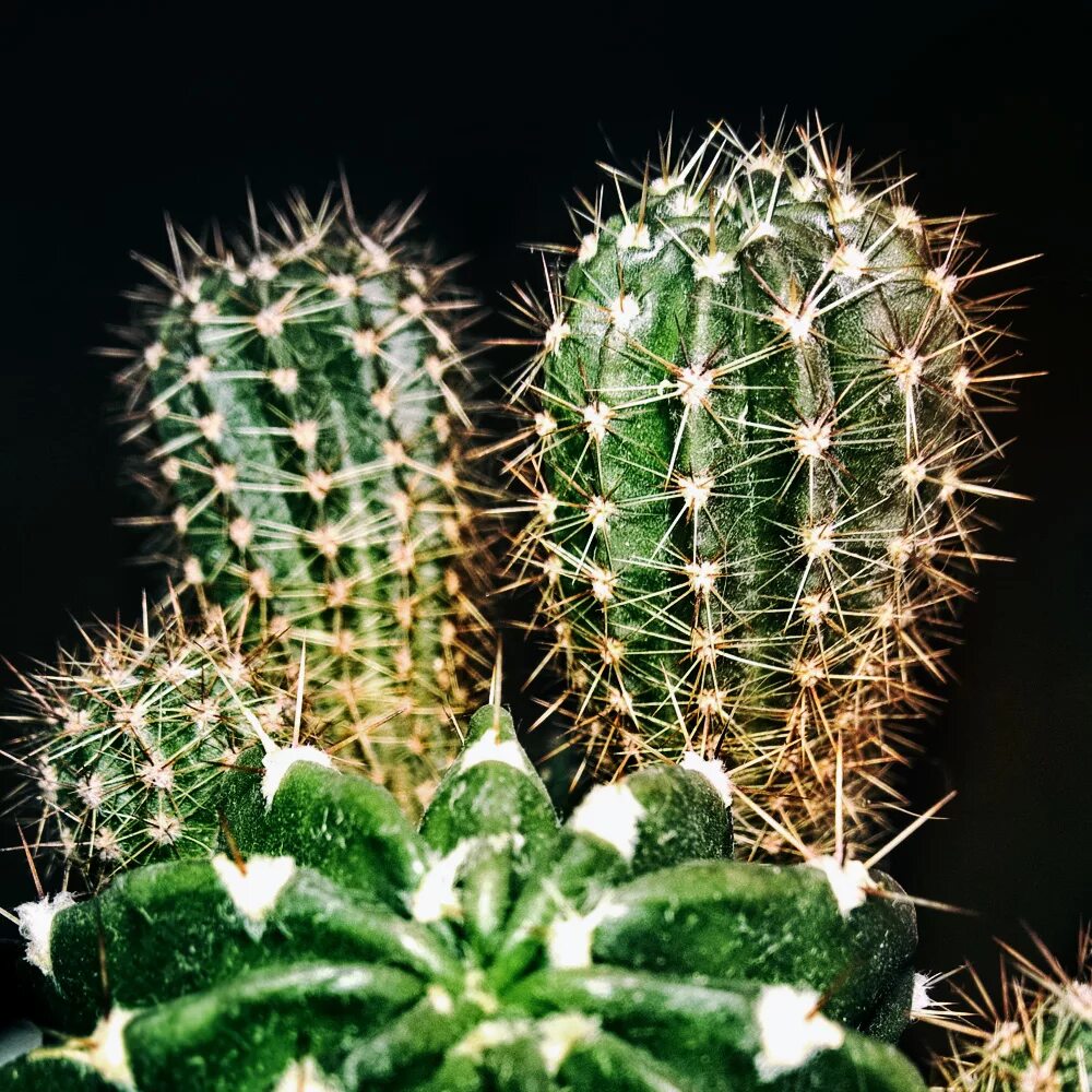 Cactus dg. Кактус эхинопсис. Эхинопсис Гертриха. Cactaceae Кактус. Эхинопсис астрофитум.