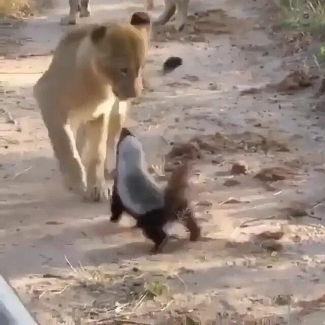 Why Are Honey Badgers So Fearless? - YouTube
