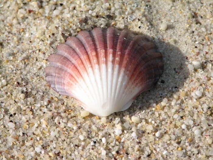 Раковины ракушки большие. Seashell лоо. Ракушка ариэль. Ракушка воронеж. Большая ракушка.