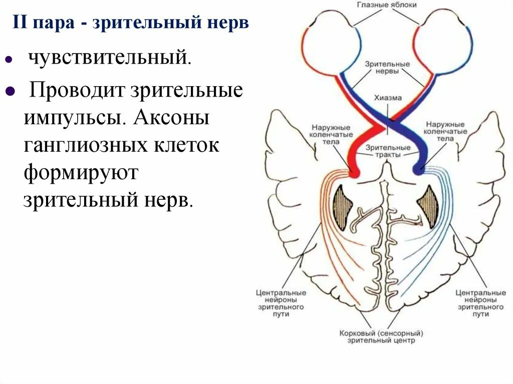 Зрительный нерв (II пара, 2 пара, вторая пара черепных нервов), n. Opticus. Зрительный нерв 2 пара черепных нервов. Зрительный нерв образован аксонами клеток:. Зрительный нерв нерв схема. Два зрительных нерва