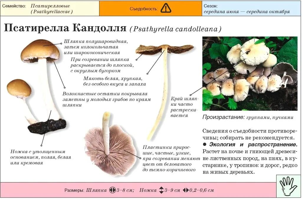 Опасный двойник гриба опенок летний. Грибы двойники летний и ложный опенок. Опасный двойник гриба опенок осенний. Двойник опенка летнего гриба ядовитый.