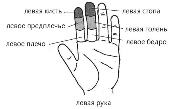 Система соответствия Су Джок правая рука. Су Джок терапия правая рука указательный палец. Точки Су Джок точки точки. Су Джок терапия правая рука. Точки на запястье руки