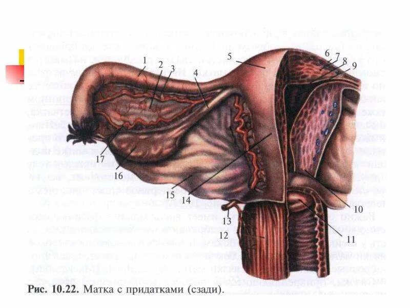 Связка подвешивающая яичник. Придатки матки анатомия. Матка придатки яичники анатомия. Матка маточные придатки топографическая анатомия. Придатки яичника анатомия.