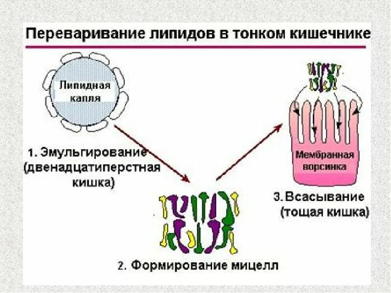 Эмульгирование жиров желчными кислотами. Эмульгирование жиров в тонком кишечнике. Желчные кислоты эмульгируют. Эмульгирование жиров схема. Эмульгирование жиров в тонком кишечнике.