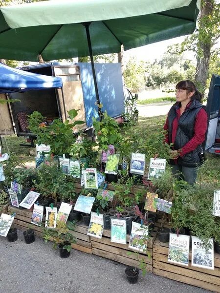 Виноград лебедянский. Совхоз агроном липецкая область. Совхоз агроном лебедянский район липецкая область. Поселок совхоз агроном лебедянский район липецкая область. Совхоз агроном лебедянский.