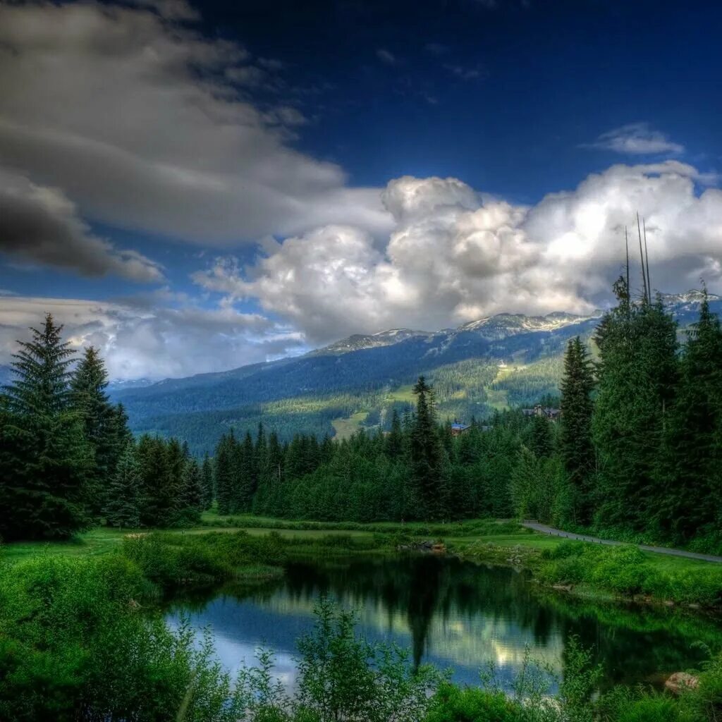 Природа на аватарку. Красивый лесной пейзаж. природа на аву. аватарка природа. красивые пейзажи на аватарку.