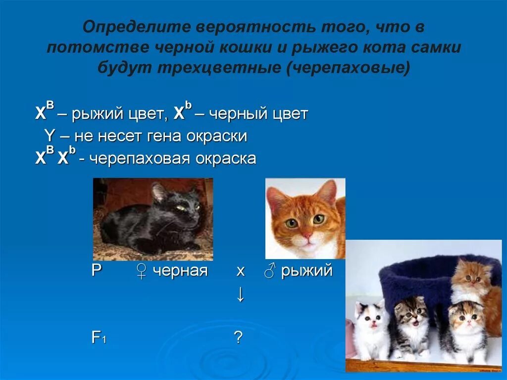 Какое сочетание генов дает черепаховую окраску кошек. Трехцветный котенок приметы. приметы про кошек. котята от черепаховой кошки. трехцветная кошка приметы.
