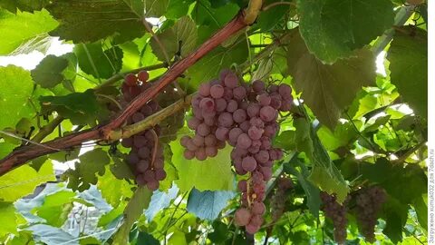 Виноград сорт пестрый отзывы