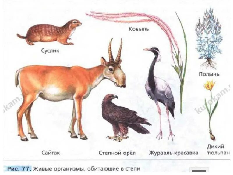 Живые организмы в степи. Живые организмы обитающие в степи. Сайгак. Дрофа, Сайгак, суслик – жители степи.. ВПР какие животные обитают в степи.