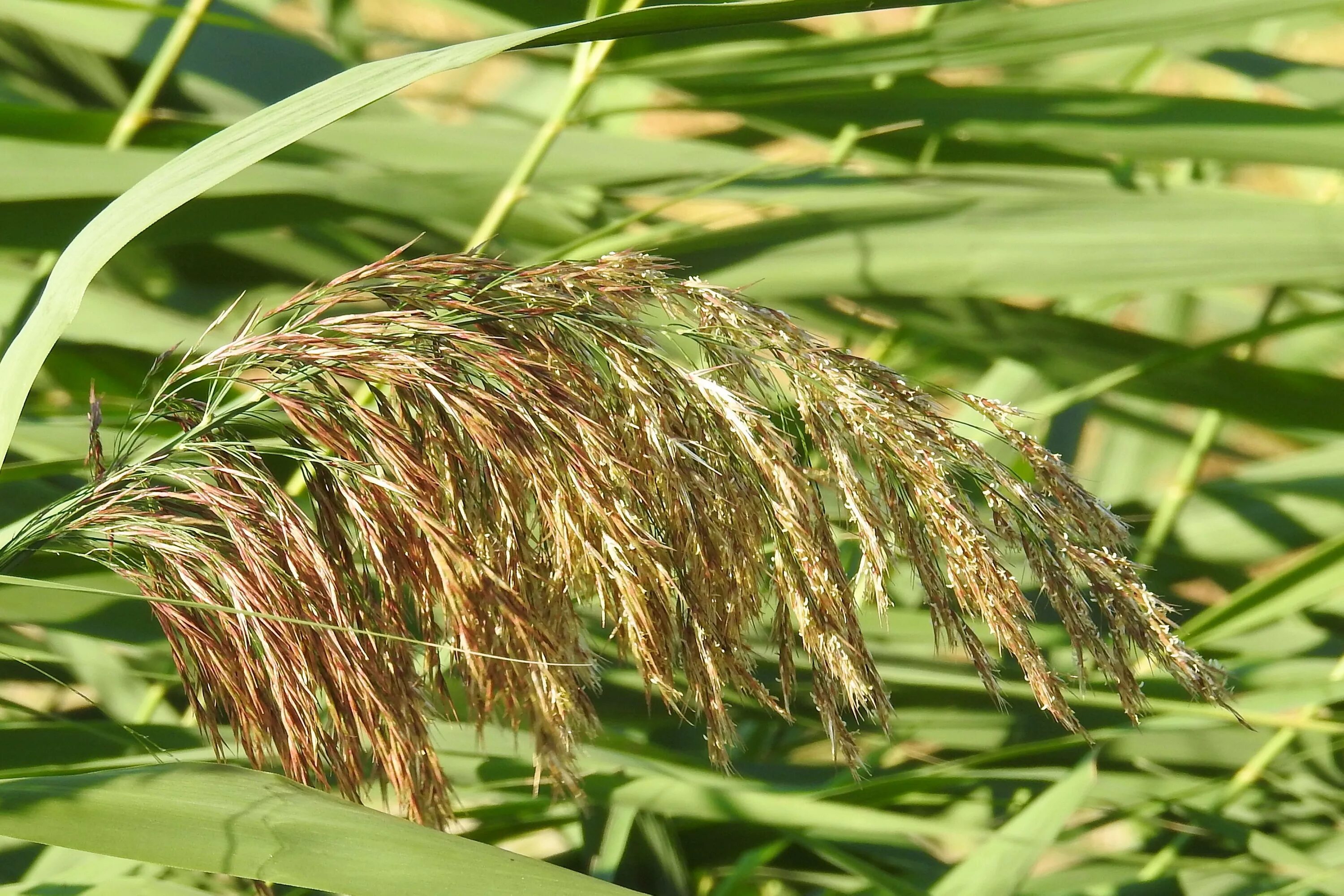 Злаковое место. Тростник Южный phragmites Australis. Тростник обыкновенный phragmites Australis. Тростник Южный обыкновенный. Тростник обыкновенный (Очерет).