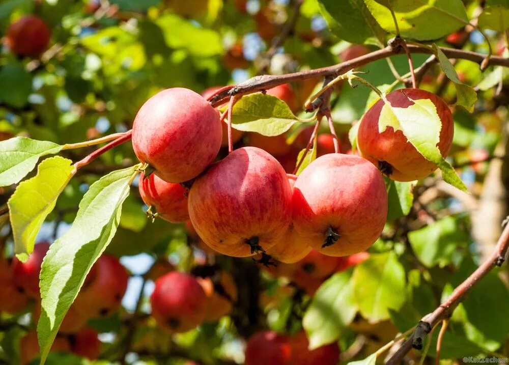 Яблоня кустовая Кроха. Сорт яблони Кроха. Яблоня "Malus" плодовая. Род яблоня – Malus.