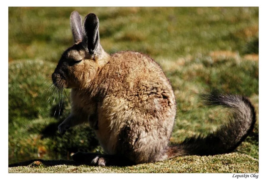 Заяц с длинным хвостом. Дикий кролик фото. У зайца длинный хвост. Почему у лисы длинный хвост. Хвостик зайца.