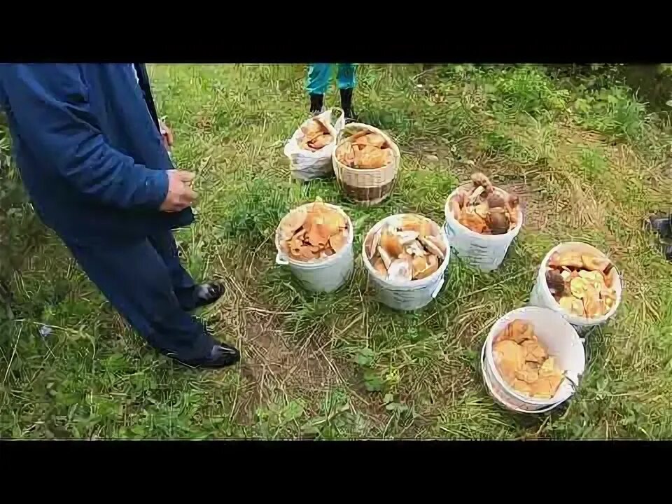 Удмуртия грибы рыбалка. Грибы в выборге. Удмуртия грибы рыбалка. Грибы удмуртии фото и название. Удмуртия грибы рыбалка.