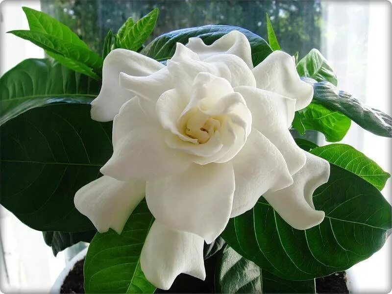 Гардения жасминовидная (gardenia jasminoides). Гардения jasminoides. Gardenia. Азалия жасминовидная. Цветок гардения жасминовидная.