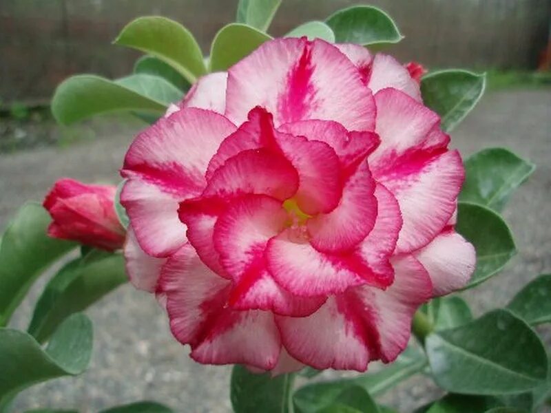Adenium obesum семена. Семена цветов адениум. Адениум леди флейм. Адениум обесум сорта. Семена цветов адениум.