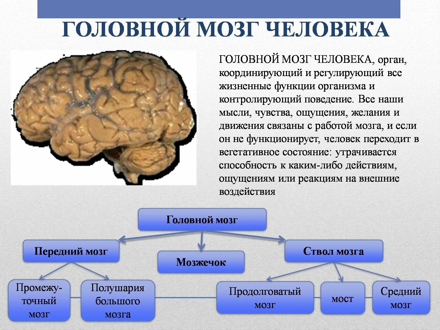 Каким веществом образован головной мозг