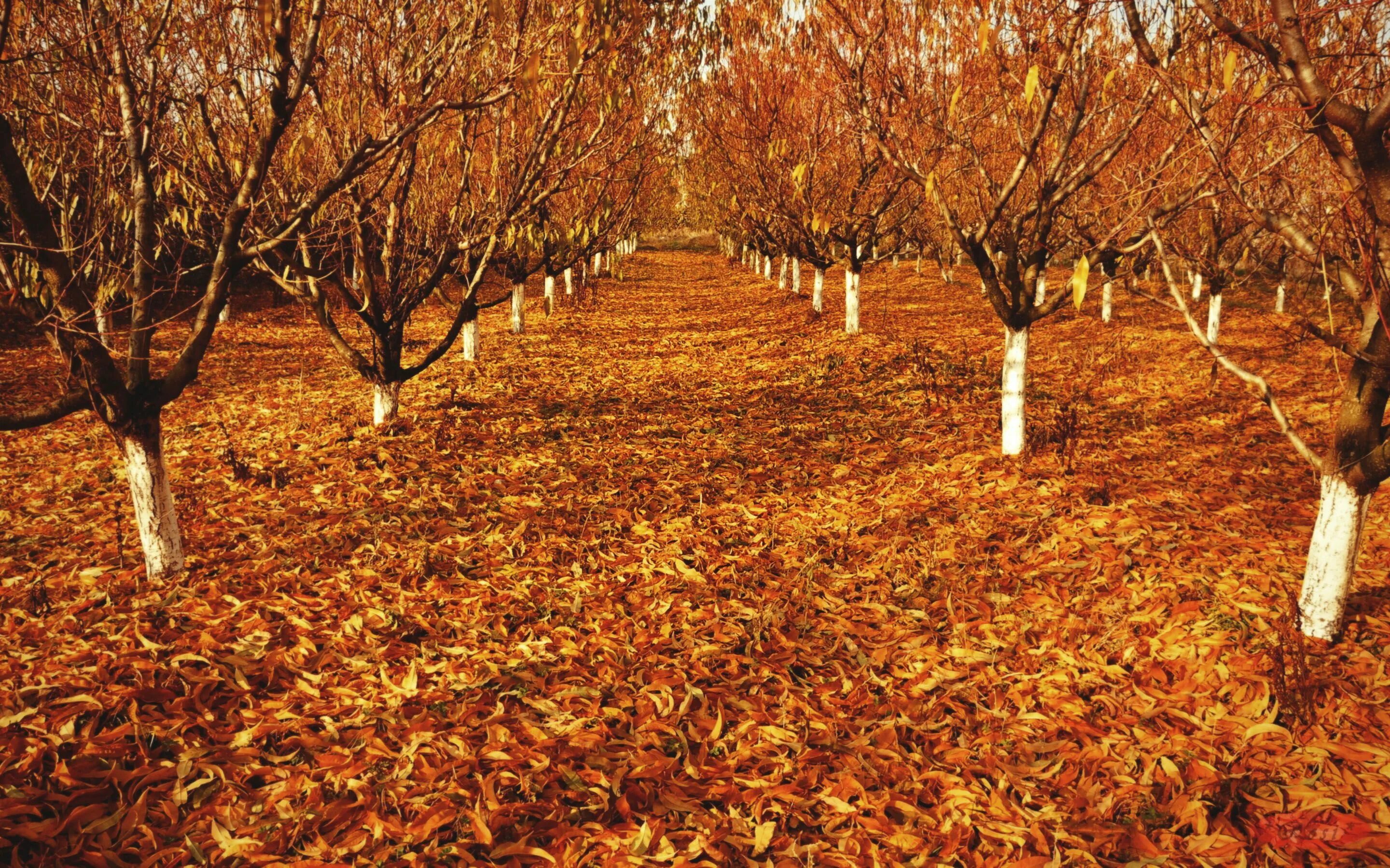 Ред херии плодовое дерево. Яблоня декоративная harvest gold. Плодовый сад. Плодовые деревья осенью. Осень в саду.