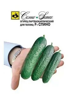 Огурец сорт спино