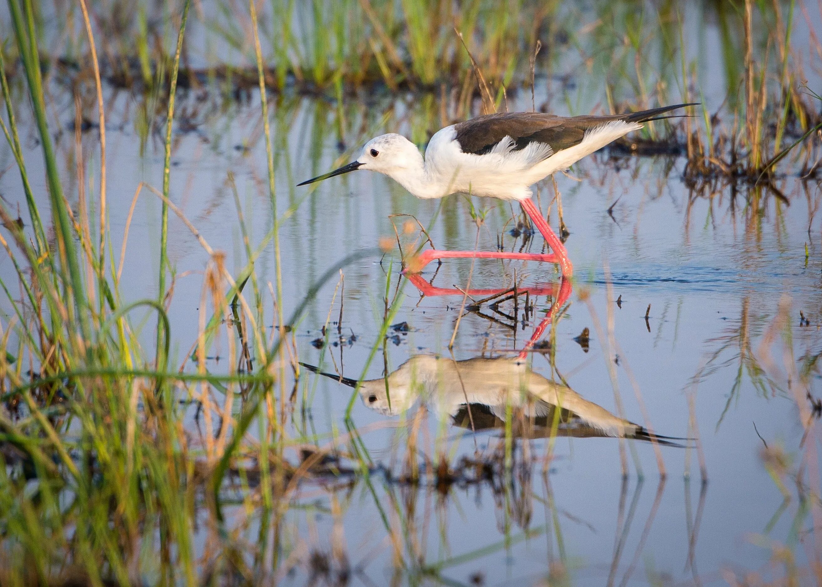 Птицы водно-болотных угодий. Водно болотные птицы. Болотные птицы фото. Птицы живущие на болоте.