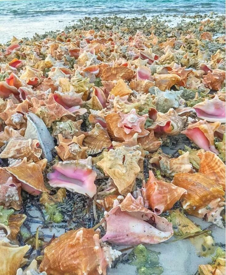Море ракушки. Мелкий ракушечник. Ракушки в крыму. Разноцветные ракушки. Разноцветные ракушки.