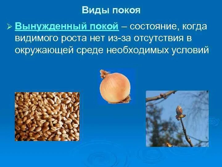 Значение роста в жизни растений 5. Виды покоя. Состояние покоя у растений. Покой плодовых культур виды покоя кратко. Вынужденный покой растений.